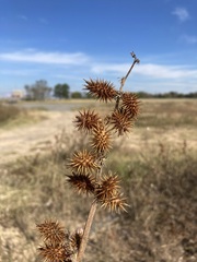 Xanthium orientale