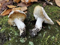 Tricholoma columbetta