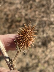 Xanthium orientale