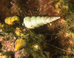 Turritella