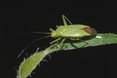 Calocoris affinis