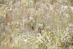 Pelargonium cucullatum strigifolium