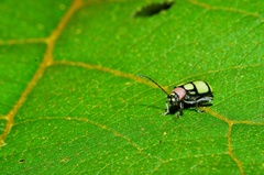Omophoita octoguttata