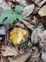 Cantharellus cascadensis