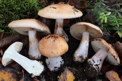 Cortinarius pseudoarcuatorum