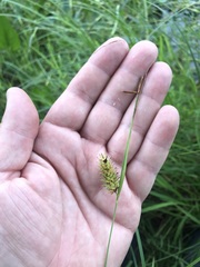 Carex bullata