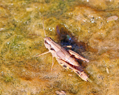 Boopedon flaviventris