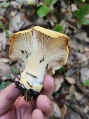 Cantharellus cascadensis