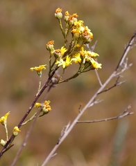 Osteospermum junceum