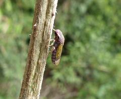 Oncometopia facialis