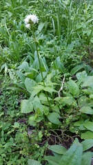 Valeriana sitchensis