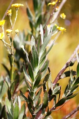 Osteospermum junceum