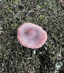 Cortinarius semivestitus
