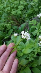 Valeriana sitchensis
