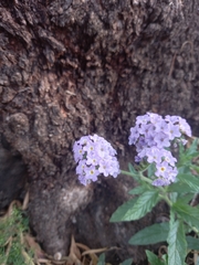 Heliotropium amplexicaule