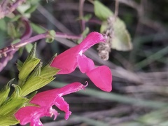 Salvia microphylla