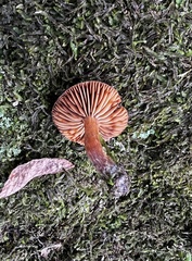 Cortinarius semivestitus