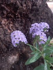 Heliotropium amplexicaule