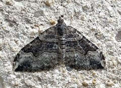 Xanthorhoe