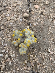 Eriophyllum pringlei
