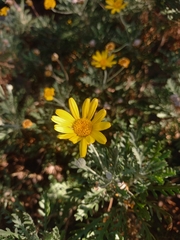 Euryops chrysanthemoides