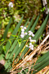 Fleischmannia incarnata