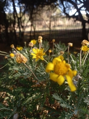 Euryops chrysanthemoides