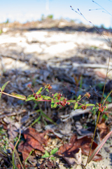 Euphorbia nutans