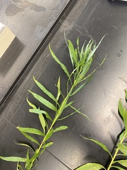 Proserpinaca palustris