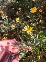 Euryops chrysanthemoides