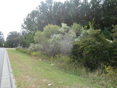 Baccharis halimifolia