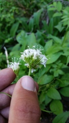 Valeriana sitchensis