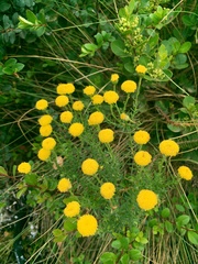 Oncosiphon suffruticosus