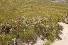 Protea longifolia