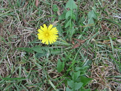 Taraxacum