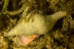 Lugubrilaria lugubris