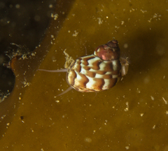 Calliostoma
