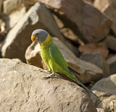 Psittacula cyanocephala