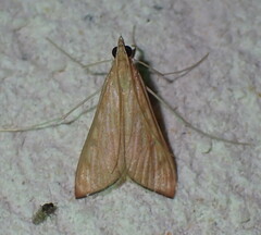 Antigastra catalaunalis