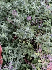Nepeta × faassenii