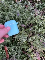 Nepeta × faassenii
