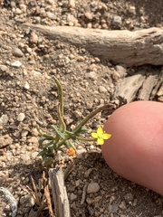 Camissoniopsis hirtella