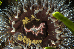 Bunodactis reynaudi