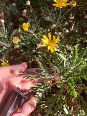 Euryops chrysanthemoides
