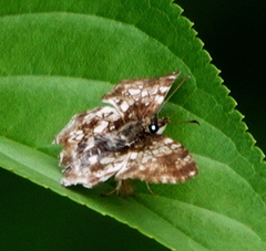 Diaeus variegata