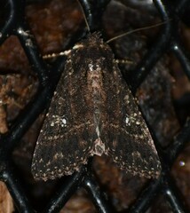 Condica albigera