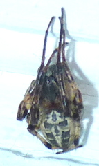 Larinioides cornutus