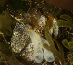 Pleurobranchaea bubala