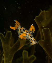 Thecacera