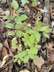 Lonicera maackii